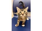 Adopt Shiloh a Domestic Short Hair