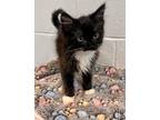 Adopt Sweet Tooth a Domestic Long Hair