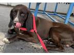 Adopt Webster-HW+ a Hound, Mixed Breed