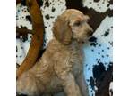 Goldendoodle Puppy for sale in Sumterville, FL, USA