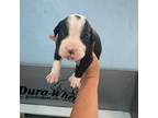 Olde Bulldog Puppy for sale in Mascotte, FL, USA