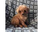 Cavapoo Puppy for sale in Marion, WI, USA