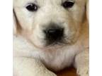 Golden Retriever Puppy for sale in Darien, CT, USA