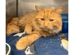 Adopt Fantastic Mr. Fox a Domestic Medium Hair