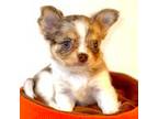 Chihuahua Puppy for sale in Waterloo, IA, USA