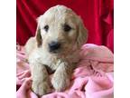 Goldendoodle Puppy for sale in Hilbert, WI, USA