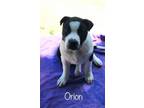 Adopt Orion a Shar-Pei