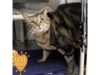 Adopt Banksy a Domestic Short Hair