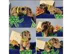 Great Dane Puppy for sale in Jonesboro, AR, USA