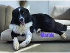 Adopt Marble a Collie
