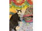 Adopt Chips a Domestic Short Hair