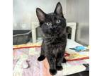 Adopt Benji a Domestic Medium Hair