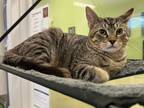 Adopt Denali a Domestic Short Hair