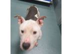 Adopt Huncho a American Staffordshire Terrier