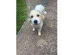 Adopt 56098151 a Great Pyrenees, Mixed Breed