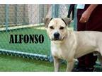 Adopt Alfonso a Terrier
