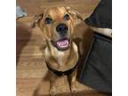 Adopt Corsac a Carolina Dog, Cattle Dog