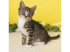 Adopt Lincoln a Domestic Short Hair