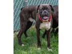 Adopt Dragon a Boxer