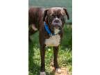 Adopt Pineapple a Boxer
