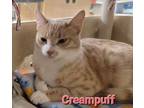 Adopt Creampuff a Tabby