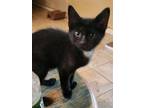 Adopt Samuel a Domestic Short Hair