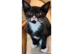 Adopt Sternum a Domestic Short Hair