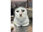 Adopt Catsby a Domestic Short Hair
