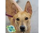 Adopt Mouse a Mixed Breed