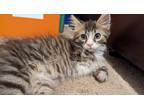 Adopt Rex a Tabby, Domestic Short Hair