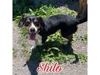 Adopt Shilo a Beagle, Dachshund