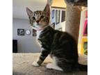 Adopt Orion a Domestic Short Hair