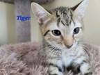 Adopt Tiger (24-299) a Domestic Short Hair