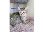Adopt Maguire (24-222) a Domestic Short Hair