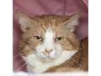 Adopt Chiquito a Domestic Short Hair