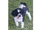 Adopt Finn a Lhasa Apso