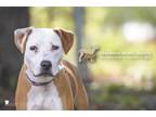 Adopt 73881A Tate a American Staffordshire Terrier, Mixed Breed
