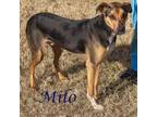 Adopt Milo (D21-061) a Hound
