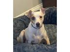 Adopt John Lennon +~ a Rat Terrier, Jack Russell Terrier