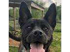 Adopt Rocko1 a Akita, Black Labrador Retriever