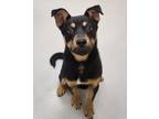 Adopt Quenton / AC 24804 C a German Shepherd Dog, Mountain Cur