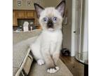 Adopt Herbie Fully Loaded 10 a Snowshoe, Domestic Short Hair