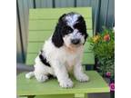 Mutt Puppy for sale in Rock Valley, IA, USA