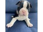 Boston Terrier Puppy for sale in Roanoke, VA, USA