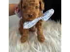 Poodle (Toy) Puppy for sale in Sacramento, CA, USA