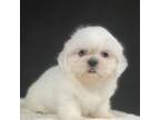 Shih Tzu Puppy for sale in Cape Coral, FL, USA