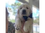 Golden Retriever Puppy for sale in Cape Coral, FL, USA