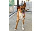 Adopt Starsky a Boxer, Terrier