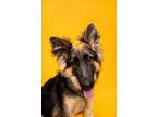 Adopt Princeton a German Shepherd Dog, Mixed Breed