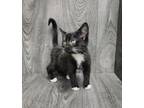 Adopt Papyrus a Domestic Short Hair